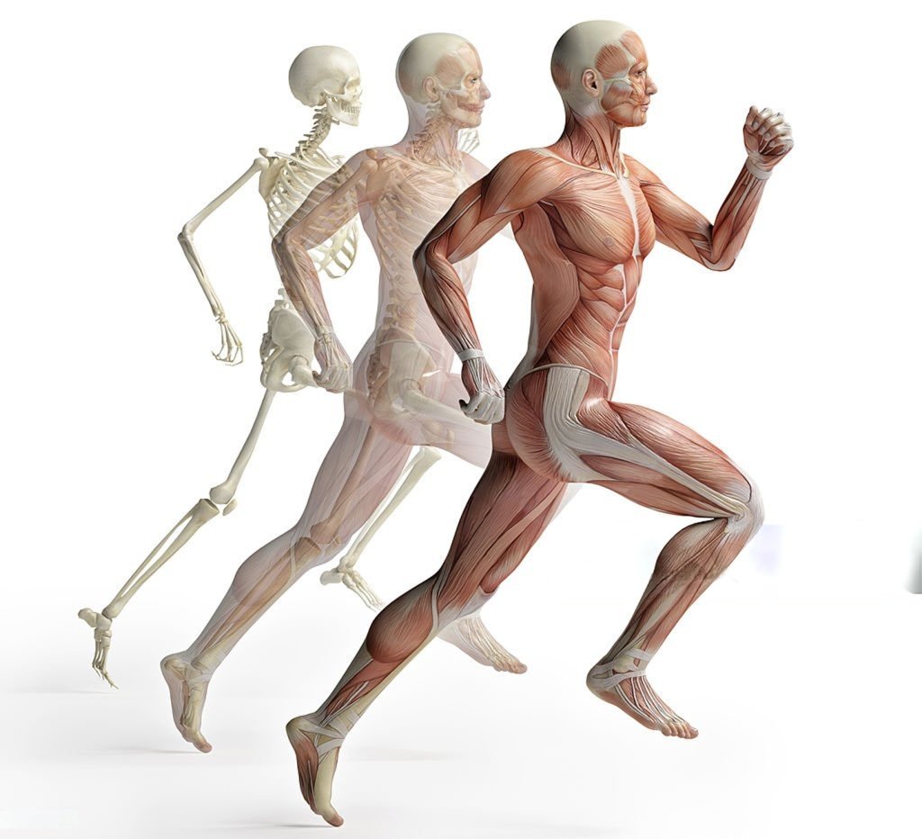 Human Anatomy - Orthopedic Specialties